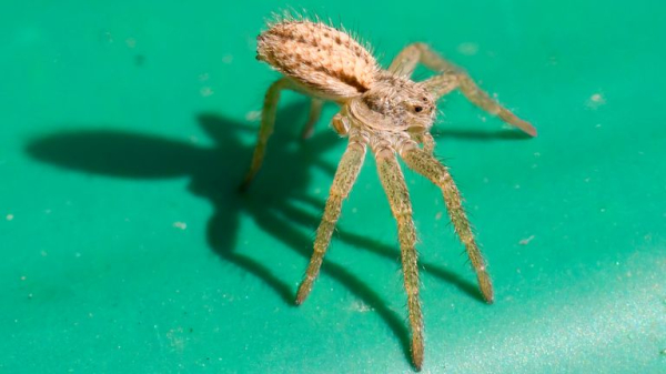 Abandoned sports centre now home to owls and plants on UK's extinction list - but for how long? Abandoned sports centre now home to owls and plants on UK's extinction list - but for how long?