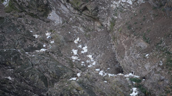 Avian flu: UK walkers and beachgoers urged to steer clear of dead and infected birds