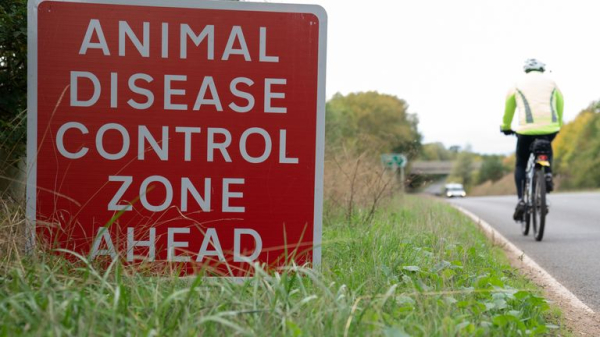 Avian flu: UK walkers and beachgoers urged to steer clear of dead and infected birds