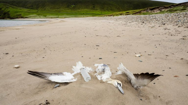 Avian flu: UK walkers and beachgoers urged to steer clear of dead and infected birds