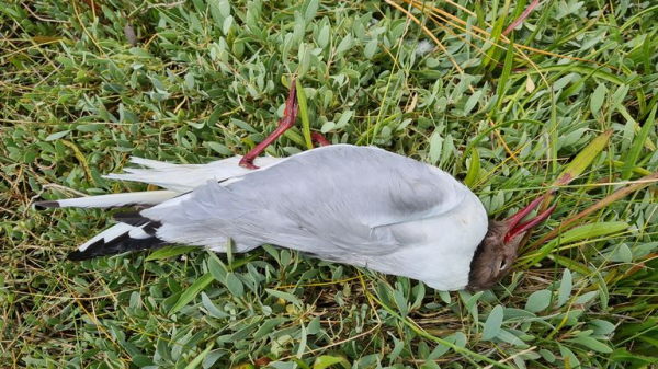 Avian flu: UK walkers and beachgoers urged to steer clear of dead and infected birds