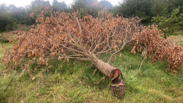 Bromley Council orders landowner to replant felled oak trees on 'much loved, mini woodland site' Bromley Council orders landowner to replant felled oak trees on 'much loved, mini woodland site'