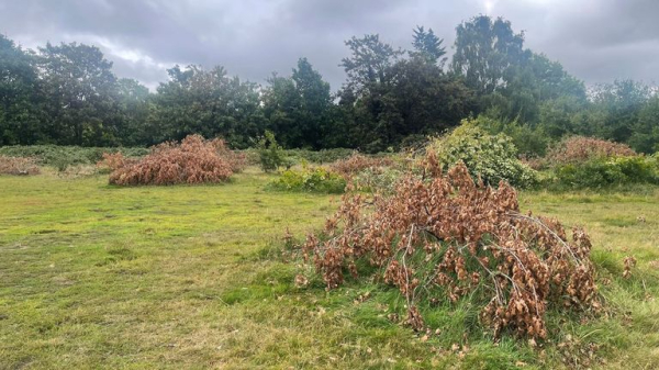 Bromley Council orders landowner to replant felled oak trees on 'much loved, mini woodland site' Bromley Council orders landowner to replant felled oak trees on 'much loved, mini woodland site'
