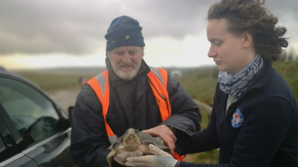 Turtle washed up on beach in Flintshire flown over 4,000 miles to its home Turtle washed up on beach in Flintshire flown over 4,000 miles to its home